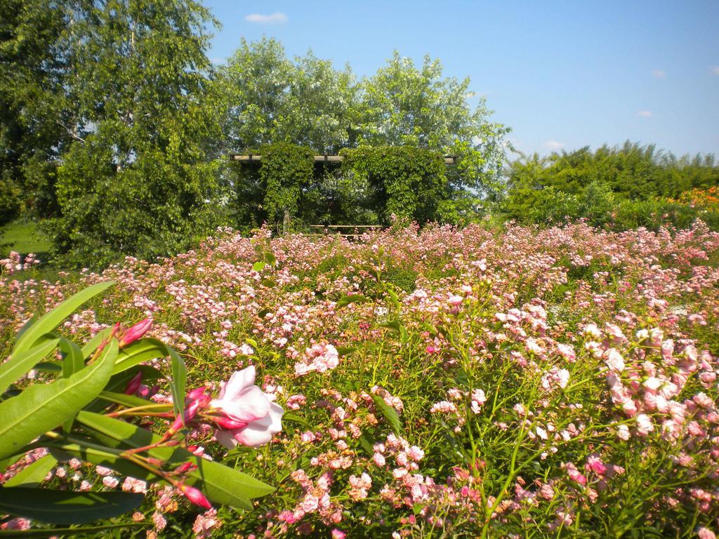 Agriturismo Il Magicorto Cassola 외부 사진