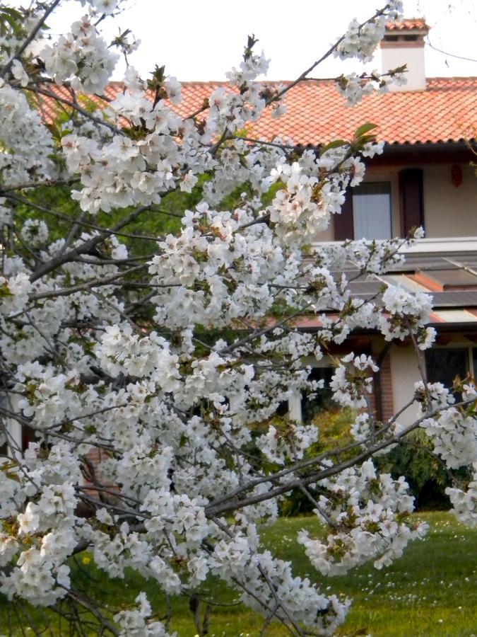 Agriturismo Il Magicorto Cassola 외부 사진
